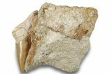 Huge Otodus Shark Tooth Fossil in Rock - Morocco #257668-1